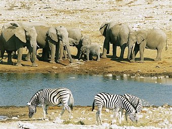 Namibia Kaleidoskop Superior - Wasserloch im Etosha Nationalpark