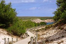 Posidonia