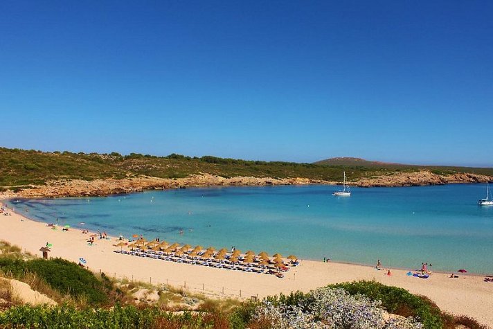 Posidonia