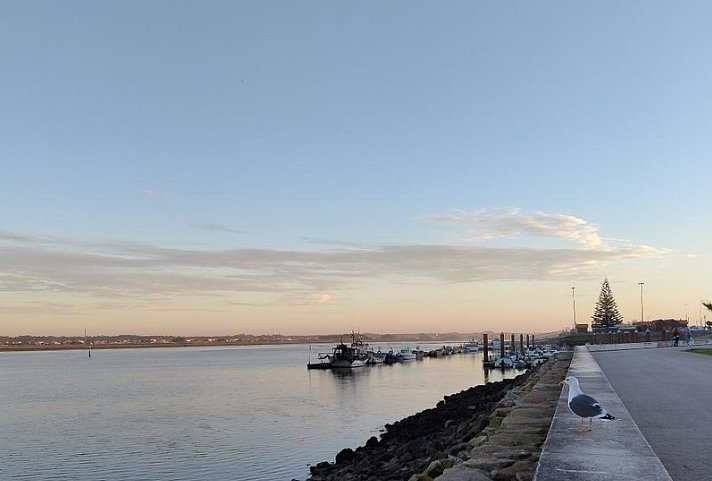 Moliceiro