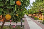 Özlem Garden