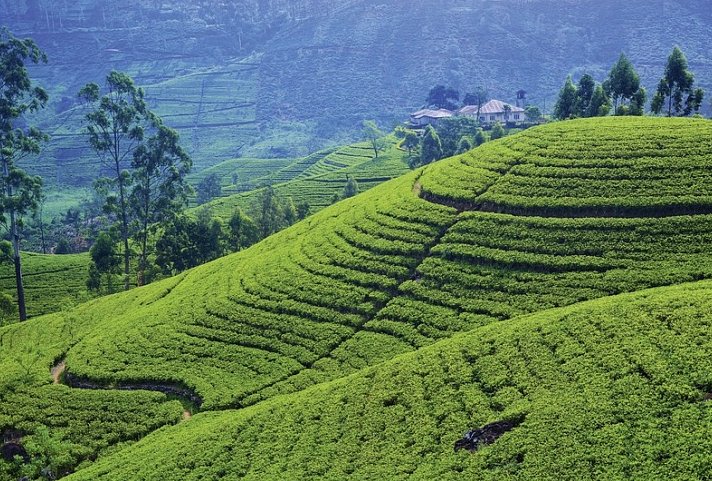 Sri Lanka kompakt (Gruppenreise) - Ella Getaway