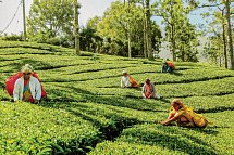 Sri Lanka Allround (Gruppenreise)