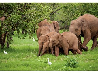 Sri Lanka Allround (Gruppenreise)
