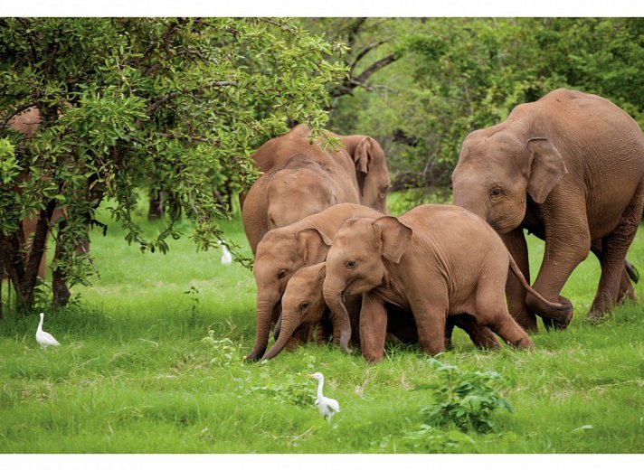 Sri Lanka Allround (Gruppenreise)