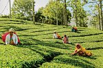 Sri Lanka Allround (Privatreise)