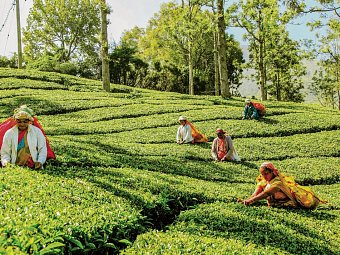 Sri Lanka Allround (Privatreise)