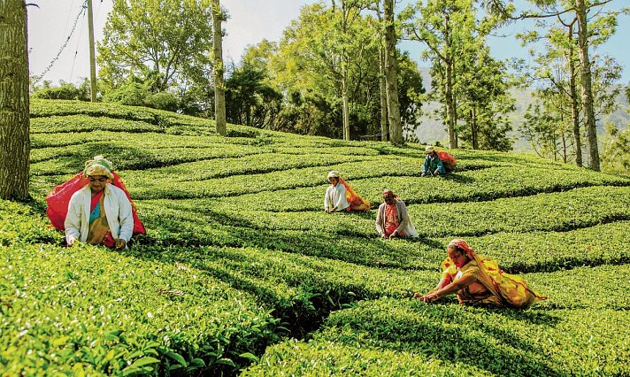 Sri Lanka Allround (Privatreise)