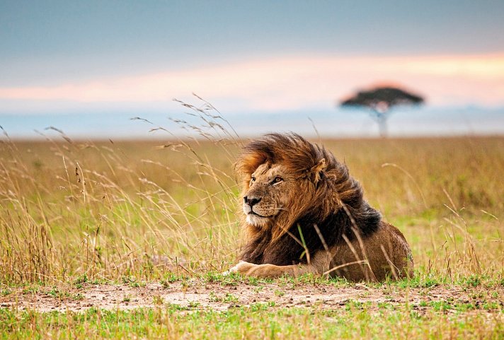 Abenteuer Busch - Löwe in der Masai Mara