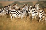 Tsavo Abenteuer