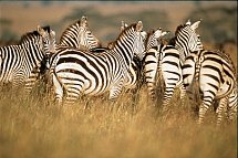 Tsavo Abenteuer