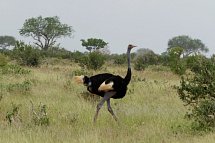 Tsavo Abenteuer