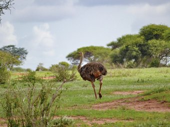 Tsavo Abenteuer