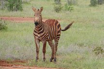Tsavo Abenteuer