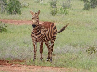 Tsavo Abenteuer