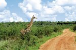 Tsavo Abenteuer