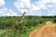 Tsavo Abenteuer - Giraffen im Tsavo Nationalpark