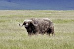 Tsavo Abenteuer
