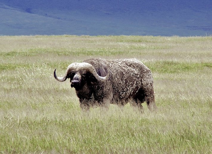 Tsavo Abenteuer
