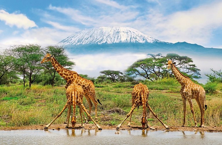 Die große Kenia Safari