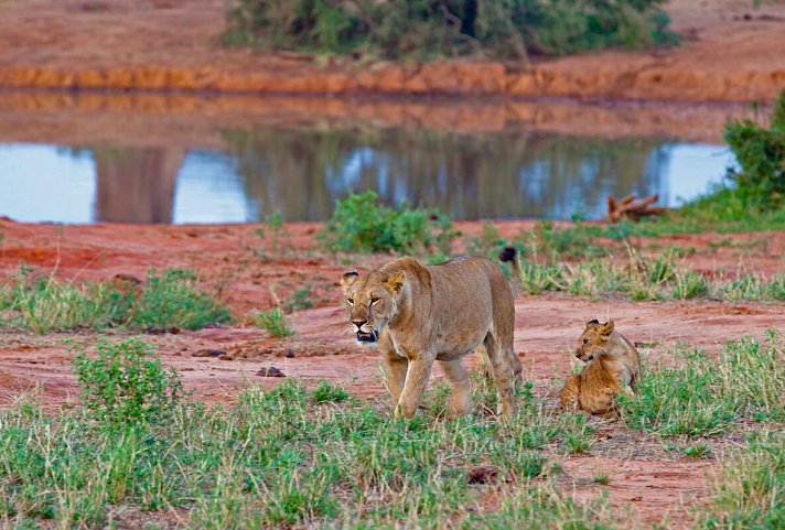 Malindi to the Wild
