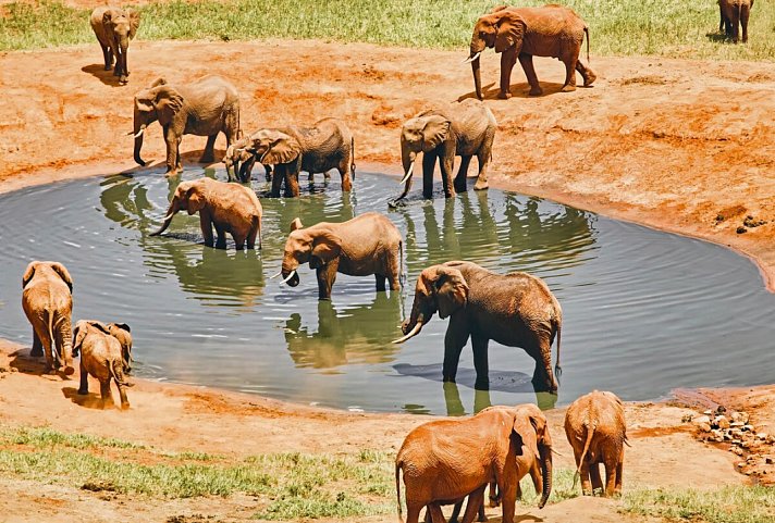Malindi to the Wild