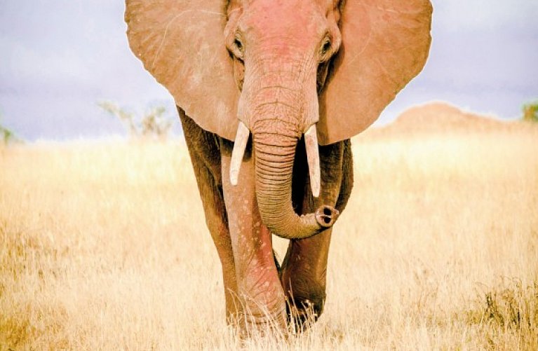 Kenia Explorer