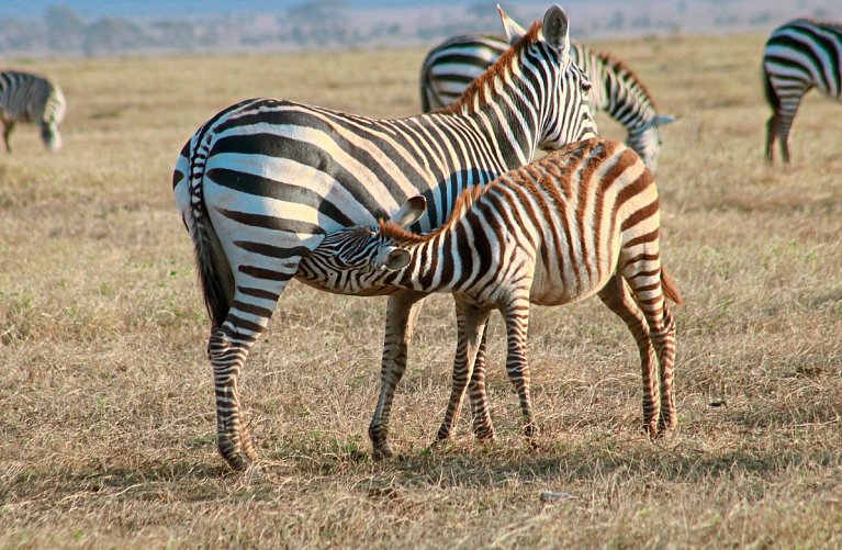 Kenia Allround