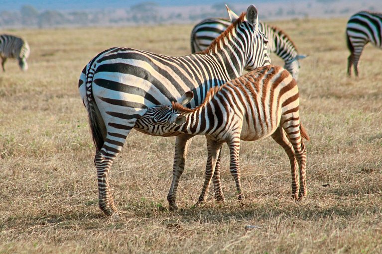Kenia Allround