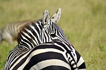 Kenia Allround
