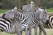 Kenia Allround