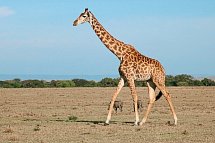 Kenia Allround