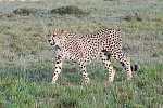 Kenia Allround