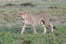 Kenia Allround