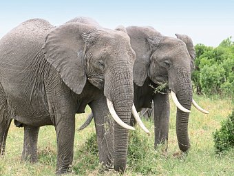 Kenia Allround