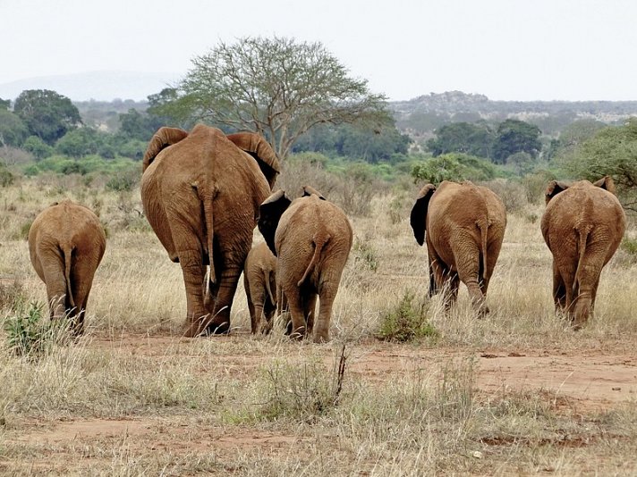 Kenia Allround