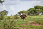 Kenia Allround