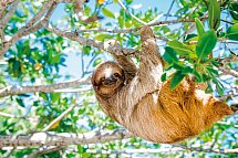 Costa Rica für kleine Entdecker - Faultier im Regenwald