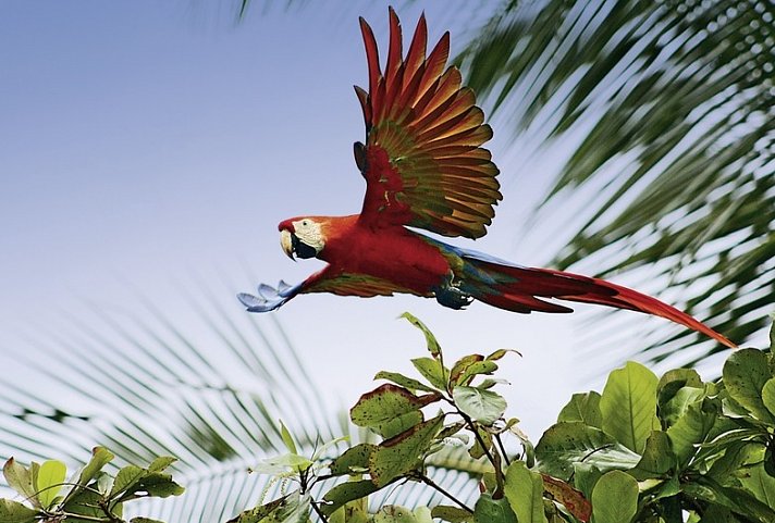 Wildlife Pur von der Karibik zum Pazifik (mit Badeverlängerung)