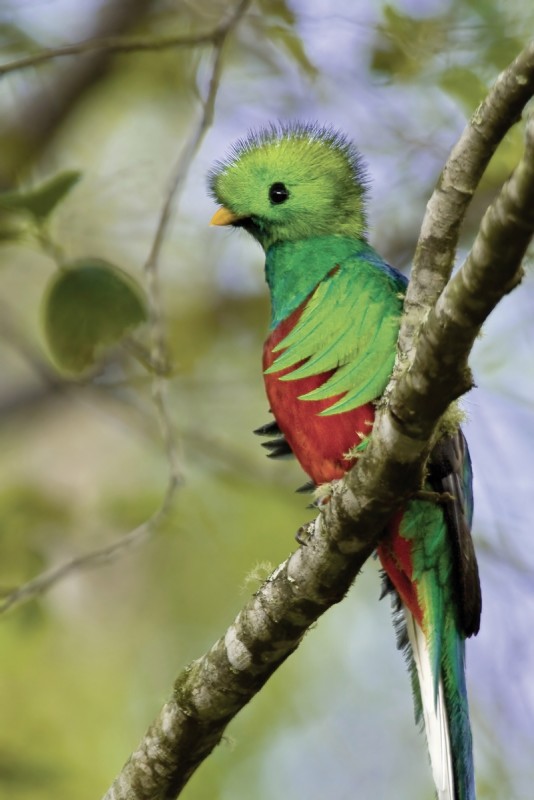 Pura Vida - Costa Rica hautnah mit Badeverlängerung - Quetzal
