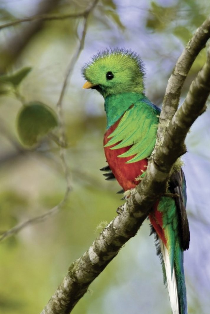 Pura Vida - Costa Rica hautnah mit Badeverlängerung