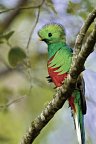 Pura Vida - Costa Rica hautnah mit Badeverlängerung - Quetzal