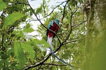 Geheimsvolles Costa Rica: Quetzale & Delfine - Quetzal
