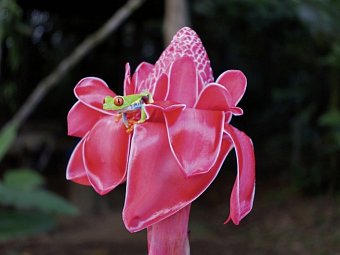 Geheimnisvolles Costa Rica: Vulkane und Regenwald - Rotaugenlaubfrosch