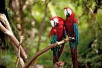 Geheimnisvolles Costa Rica: Nebelwald und Rote Aras