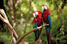 Geheimnisvolles Costa Rica: Nebelwald und Rote Aras - Rote Aras