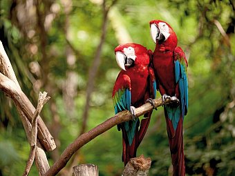 Geheimnisvolles Costa Rica: Nebelwald und Rote Aras - Rote Aras