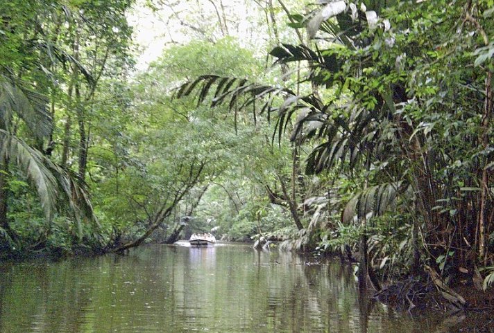 Dschungelerlebnis Tortuguero - Kanäle im Tortuguero Nationalpark