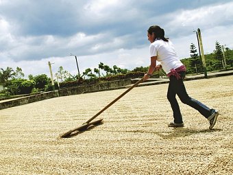 Grünes Paradies (10 Nächte ) - Doka Kaffeeplantage