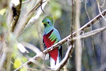 Costa Ricas wilder Süden - Quetzal
